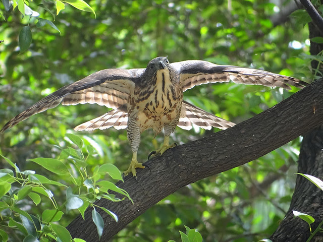 鳳頭蒼鷹/無限台南