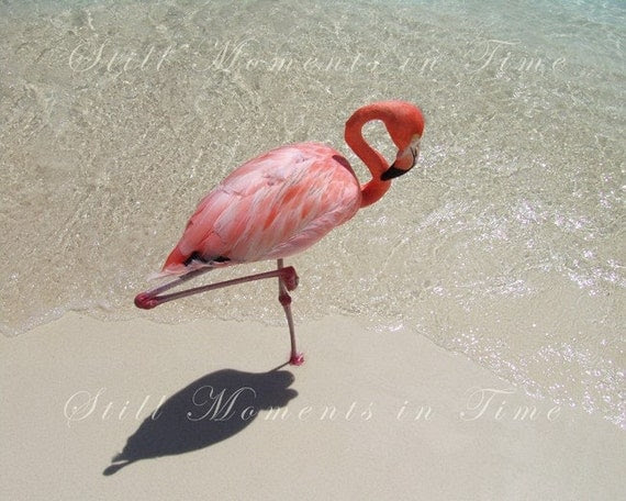 Napping Flamingo on the Beach 8x10 Print