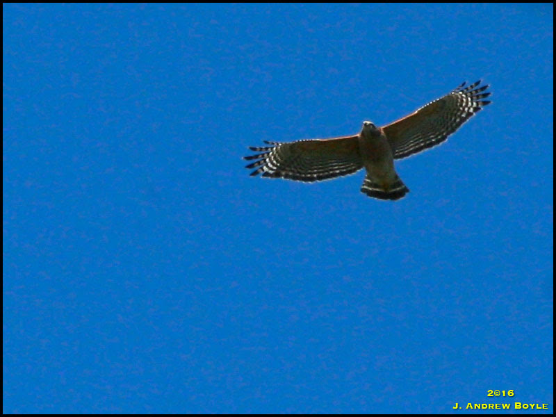 Red-shouldered Hawk Red-shouldered Hawk