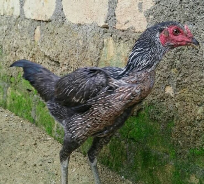 Ayam Bulbi Ori Ayam Mania