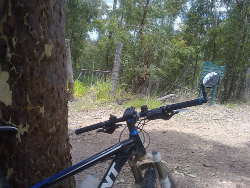 Mt Coot-tha Forest