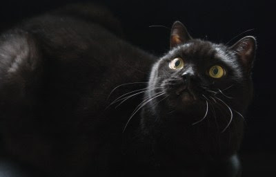 British Shorthair cat