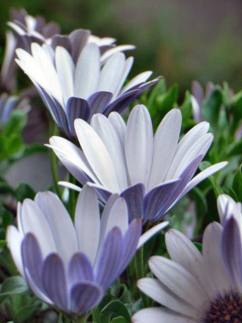 light purple daisy flowers.jpg Hi-Res 720p HD
