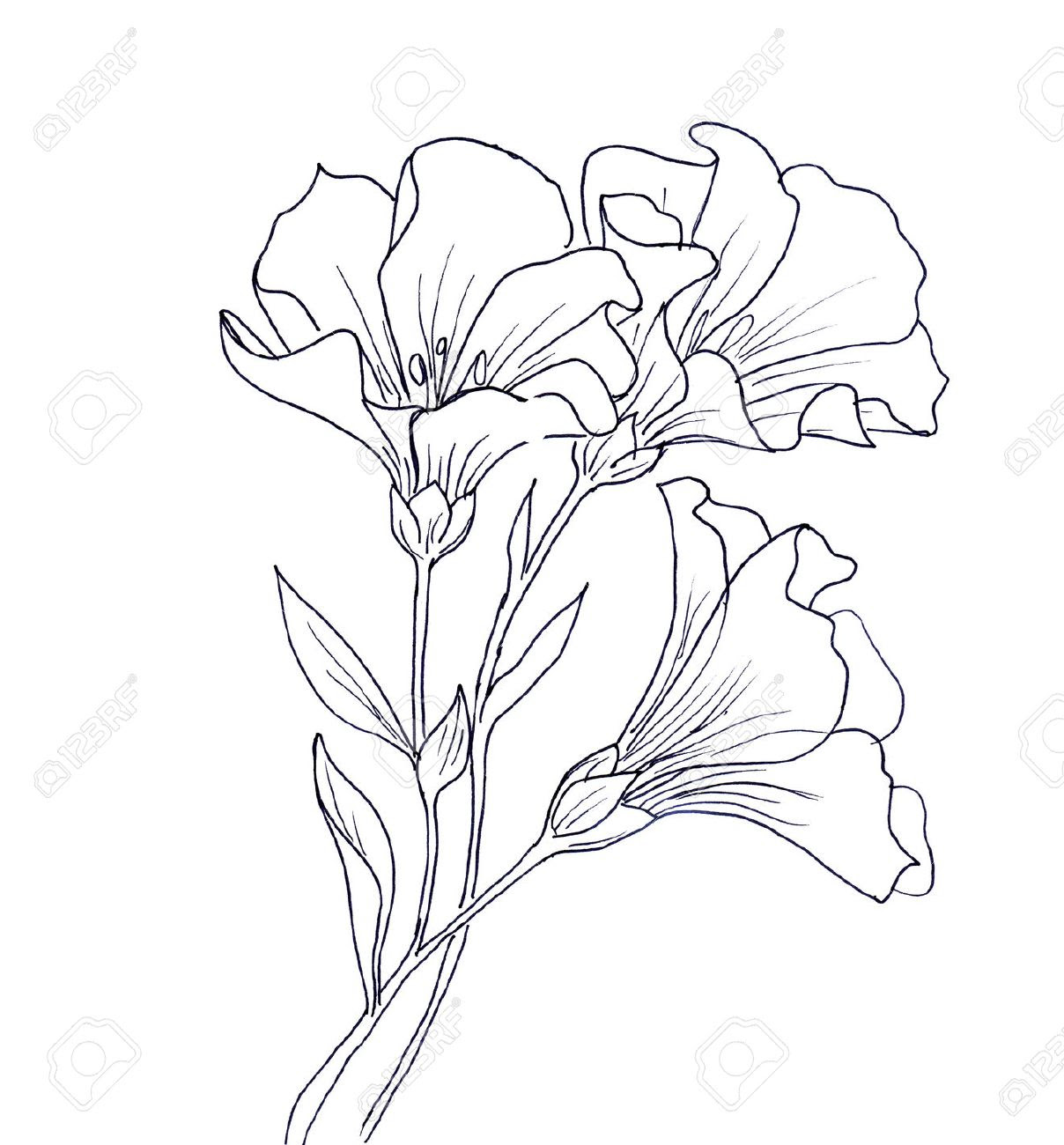 Download 81+ Flowers Cosmos Coloring Pages PNG PDF File - Free SVG