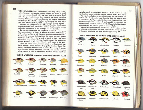 Golden Guide Warblers