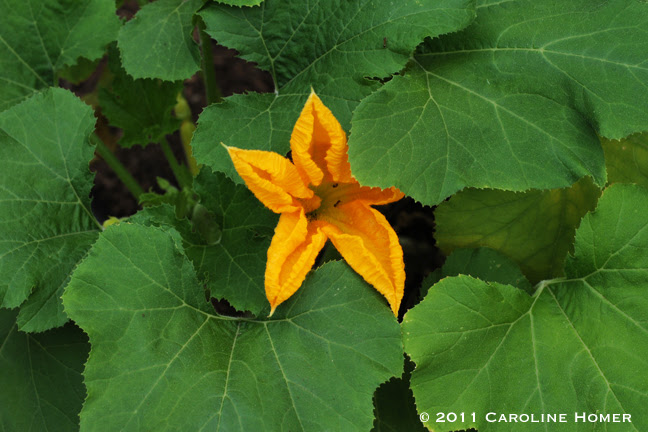 'Costata Romanesco' squash blossom