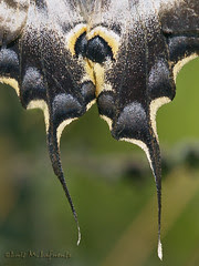 ¿ y para que dice que sirven las Mariposas ? - What use can have a butterfly?