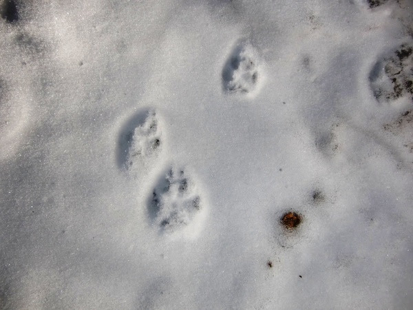 最高かつ最も包括的なテン 雪 動物 足跡 最高の動物画像