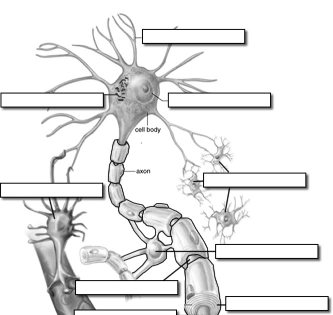 Blank Nervous System Diagram - Blank diagram of the spine - MelvinHenley's blog | emily-222