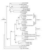 Thumbnail of Phylogenetic analysis of rat hepatitis E virus (HEV) isolated from Asian musk shrews (Suncus murinus) in Zhanjiang City, China. Nucleic acid sequence alignment was performed by using ClustalX 1.81 (www.clustal.org). The genetic distance was calculated by using the Kimura 2-parameter method. The phylogenetic tree, with 1,000 bootstrap replicates, was generated by the neighbor-joining method based on the partial sequence (281 nt) of HEV open reading frame 1 of genotype 1–4, wild boar,