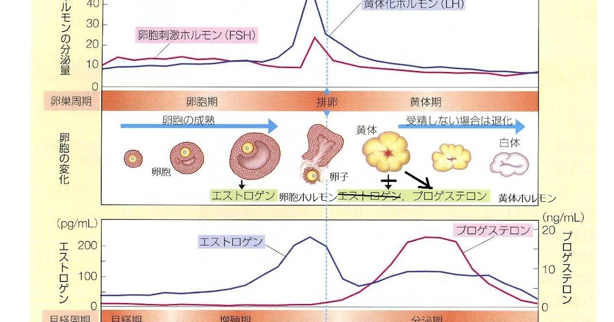 性 周期 ホルモン 図