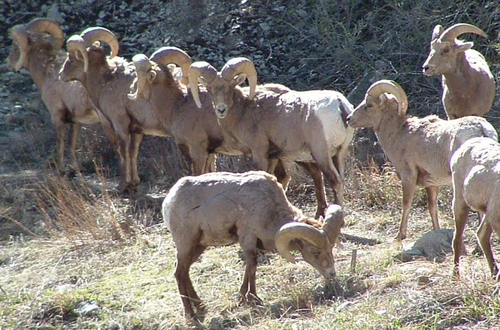 http://goodmorningworld.org/images/bighorn.JPG