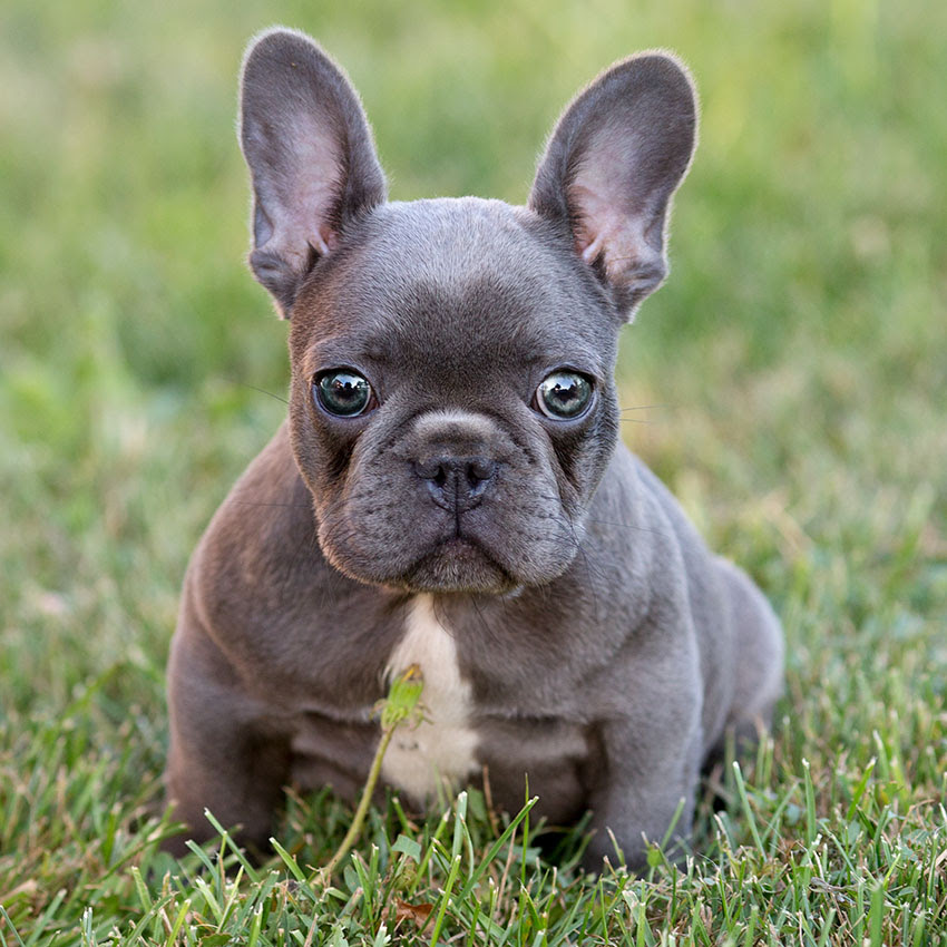 French Bulldog Price