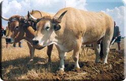 boeufs.jpg
