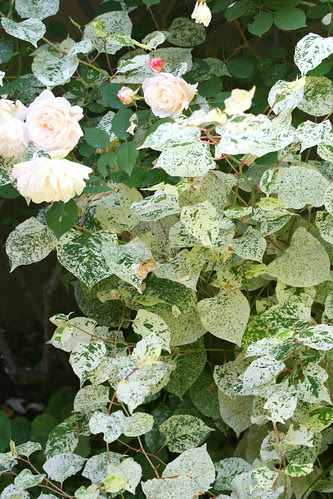 variegated plant i love, but never can remember the name of