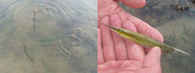 Fish1-Razorfish Family Centriscidae (Cyrene)
