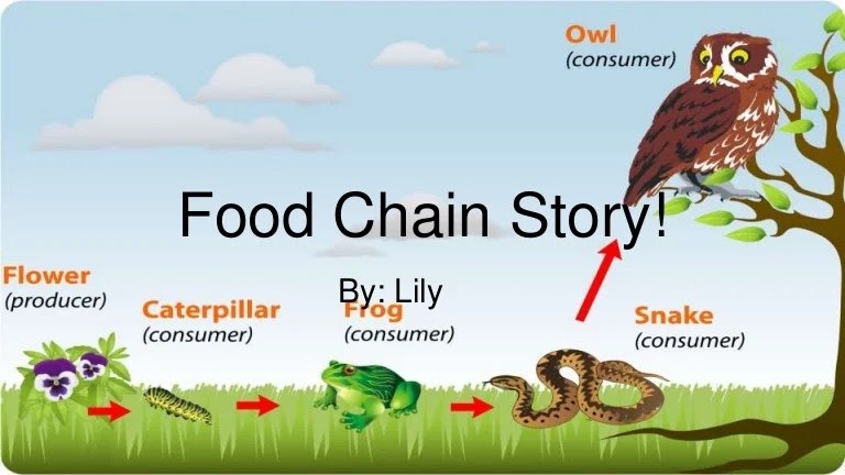 Examples Of Food Chains For Kids : Food Chain Definition Examples Expii ... Biology Diagrams