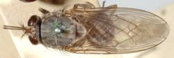 Mouche tsé-tsé (Glossina sp.)