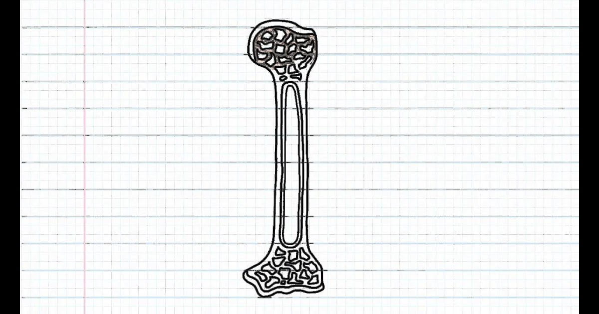 Anatomy Of A Long Bone