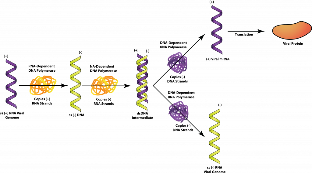RNA dependent DNA polymerase. Viral RNA dependent RNA polymerase. РНК вирусы. Double-Stranded RNA viruses.