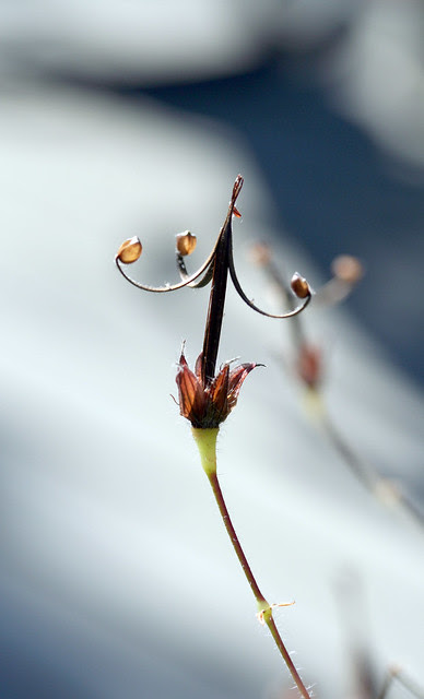 Wild geranium seed study