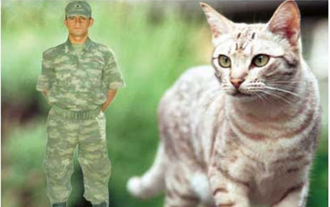 kislada_kedi_dayagi_h20933
