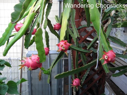 9.8 Dragon Fruit 7