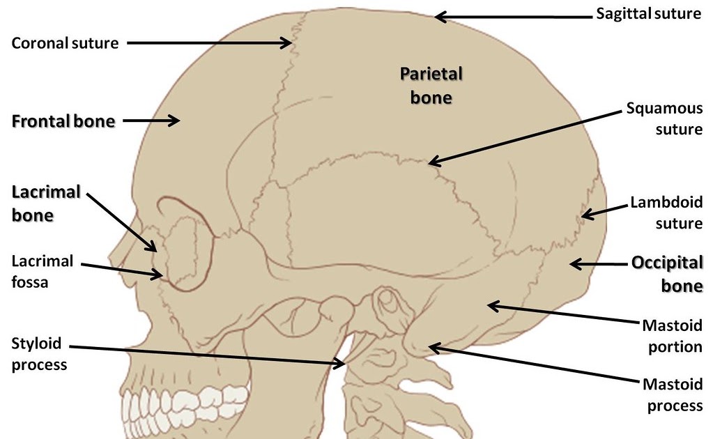 Bone Anatomy Of Skull