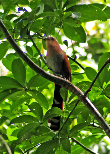 Squirrel Cuckoo