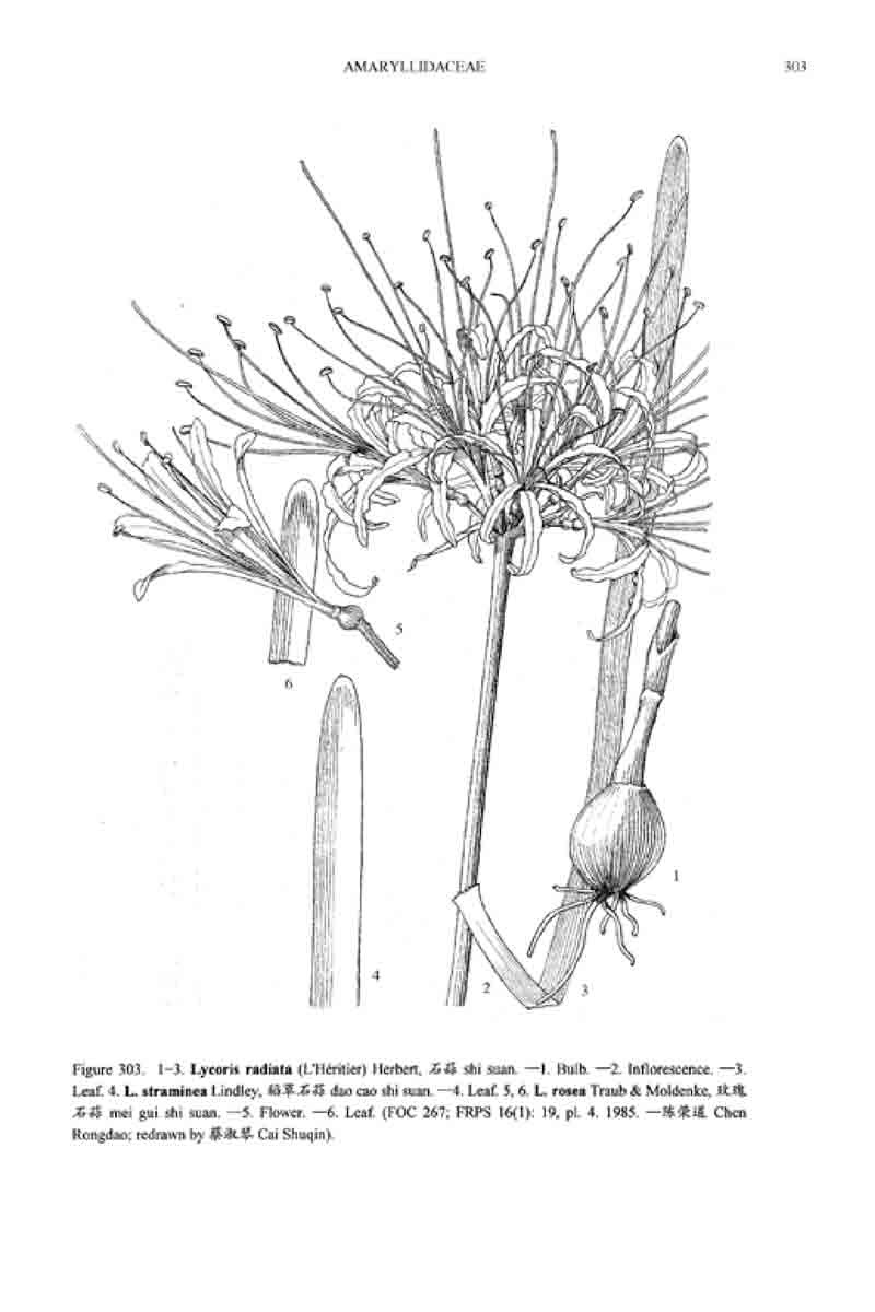 Red Spider Lily Illustration - Download Illustration 2020