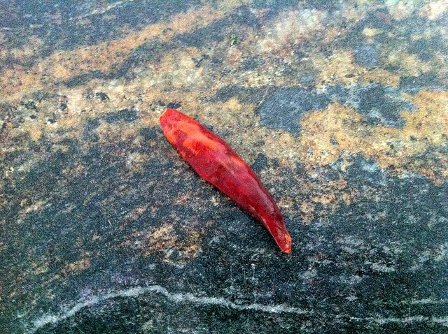 Dried Red Chile Pepper