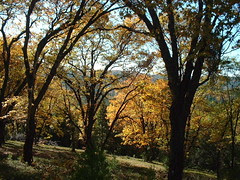 trees in front small