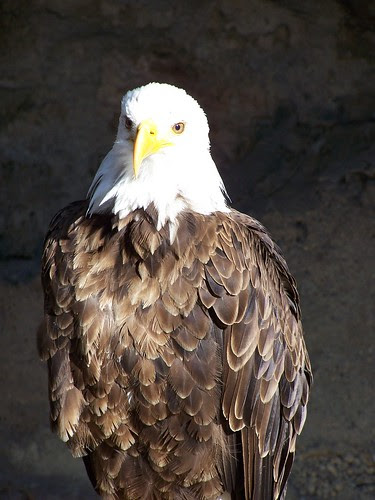 American bald eagle