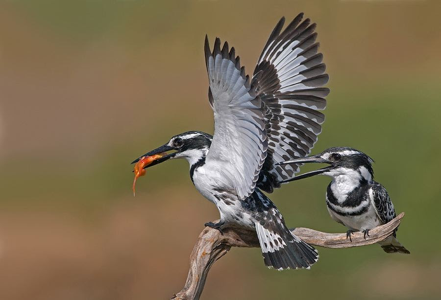 Fascinating photos of birds from the photographer Zander Yaqui