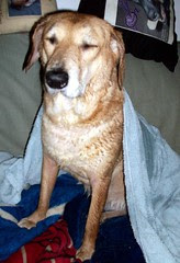 Sophie_bath_53011f