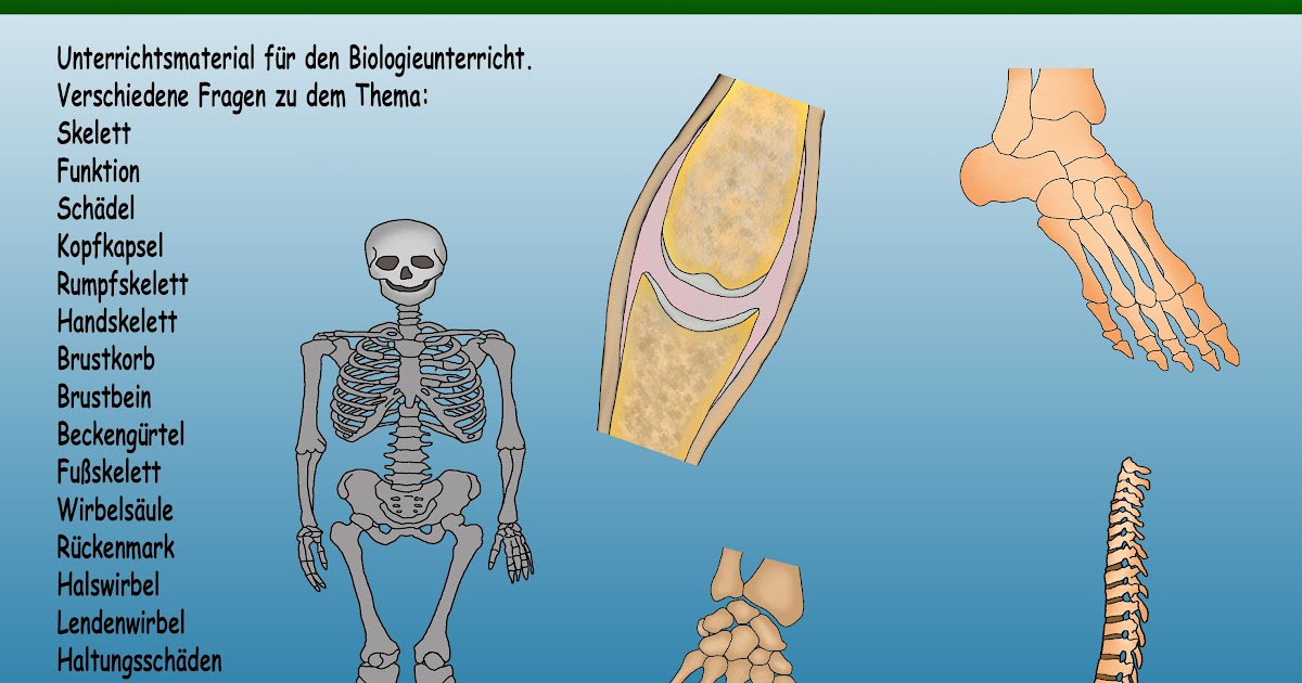 Skelett Katze Beschriften Arbeitsblatt Mark Clifford Schule