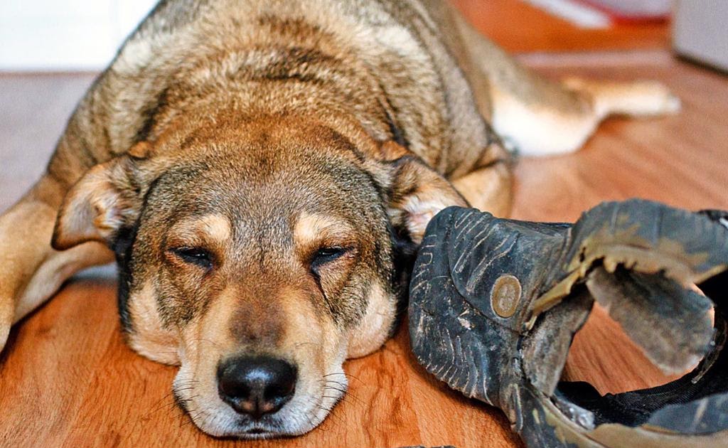 Hund Kaut Auf Kissen antistress hundebett