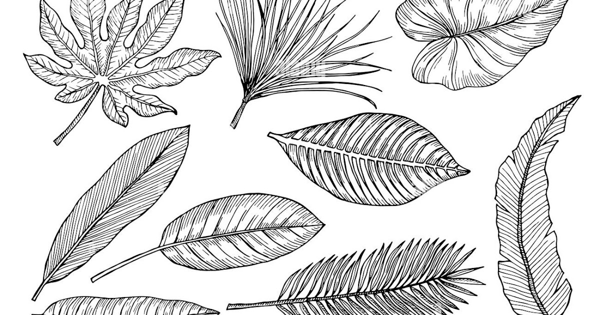 Tropical Leaves Drawing - Nature tropical leaves leaves tropical