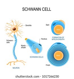 Human Nerve Cell Diagram Labeled - Diagram Media