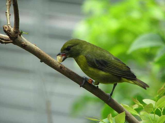 Saffron Finch, CAS Rain Forest