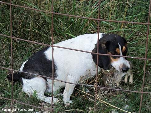 (18) Beagle Bert with his catch and release bunny rabbit - FarmgirlFare.com