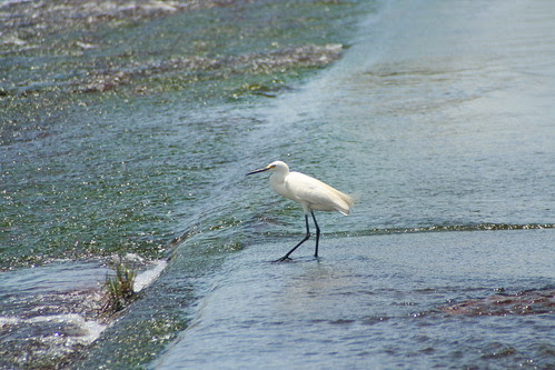 Egret at Fogg Dam