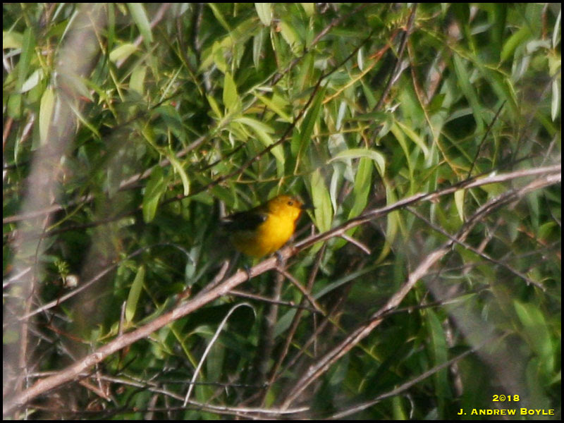 Prothonotary Warbler Prothonotary Warbler