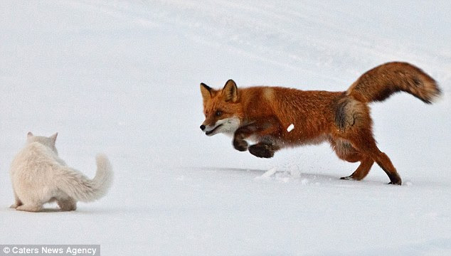 Flashpoint: Sioma the cat crouches as the threatening fox approaches near his home in Kamchatka, Russia