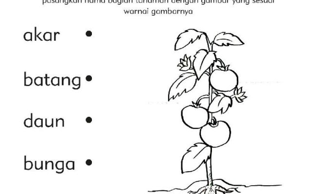 Contoh Soal Anak Tk - Contoh Soal Matematika Anak Tk B Dan Jawabannya