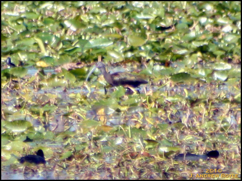 White-faced Ibis