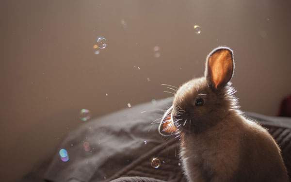 100 Epic Bestうさぎ 壁紙 高画質 花の画像