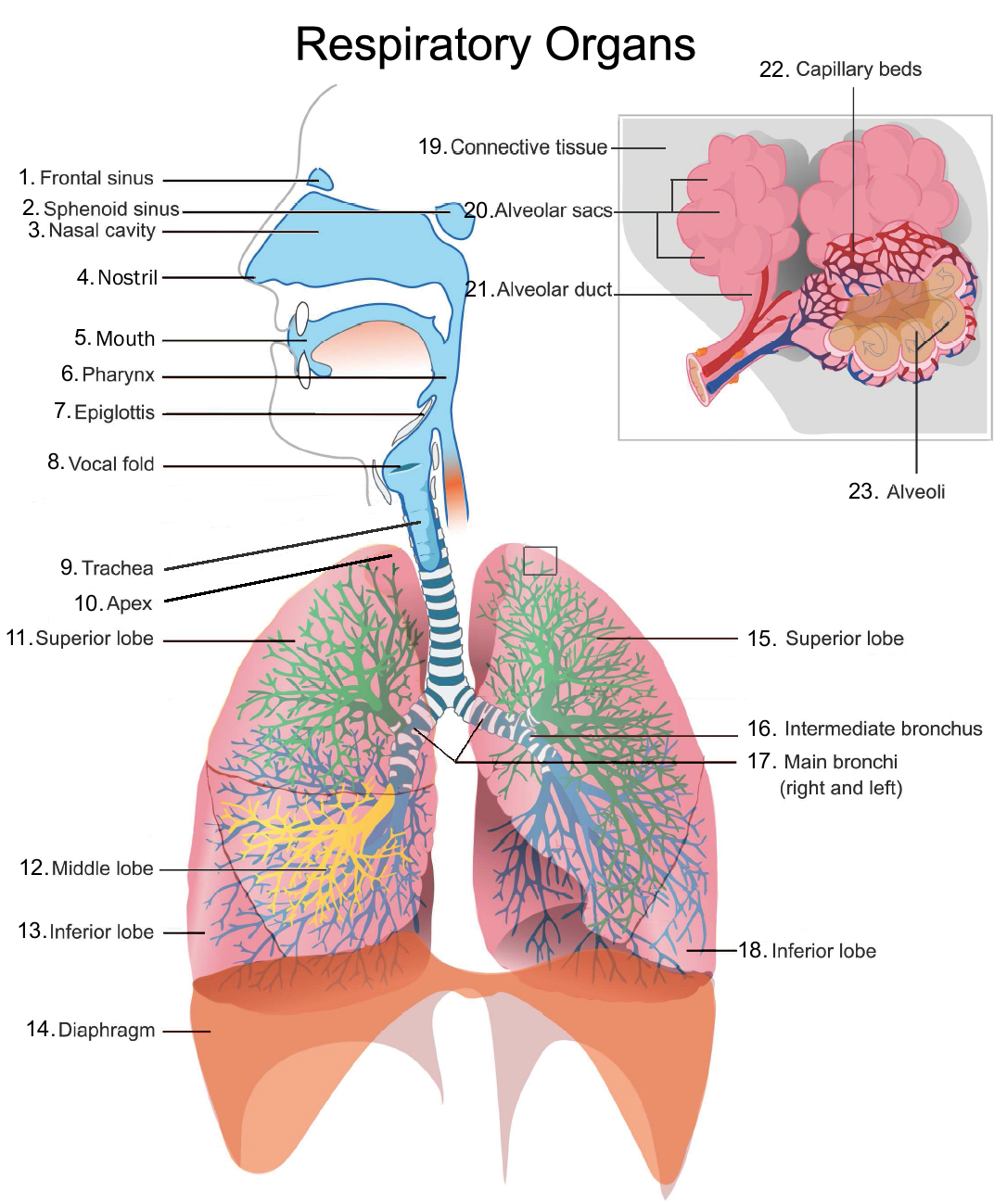 34 Label Parts Of Respiratory System - Labels Information List