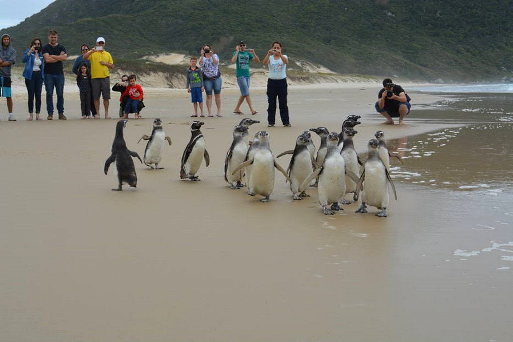 Pinguins