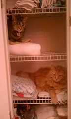 Maggie and Jasper in the linen closet
